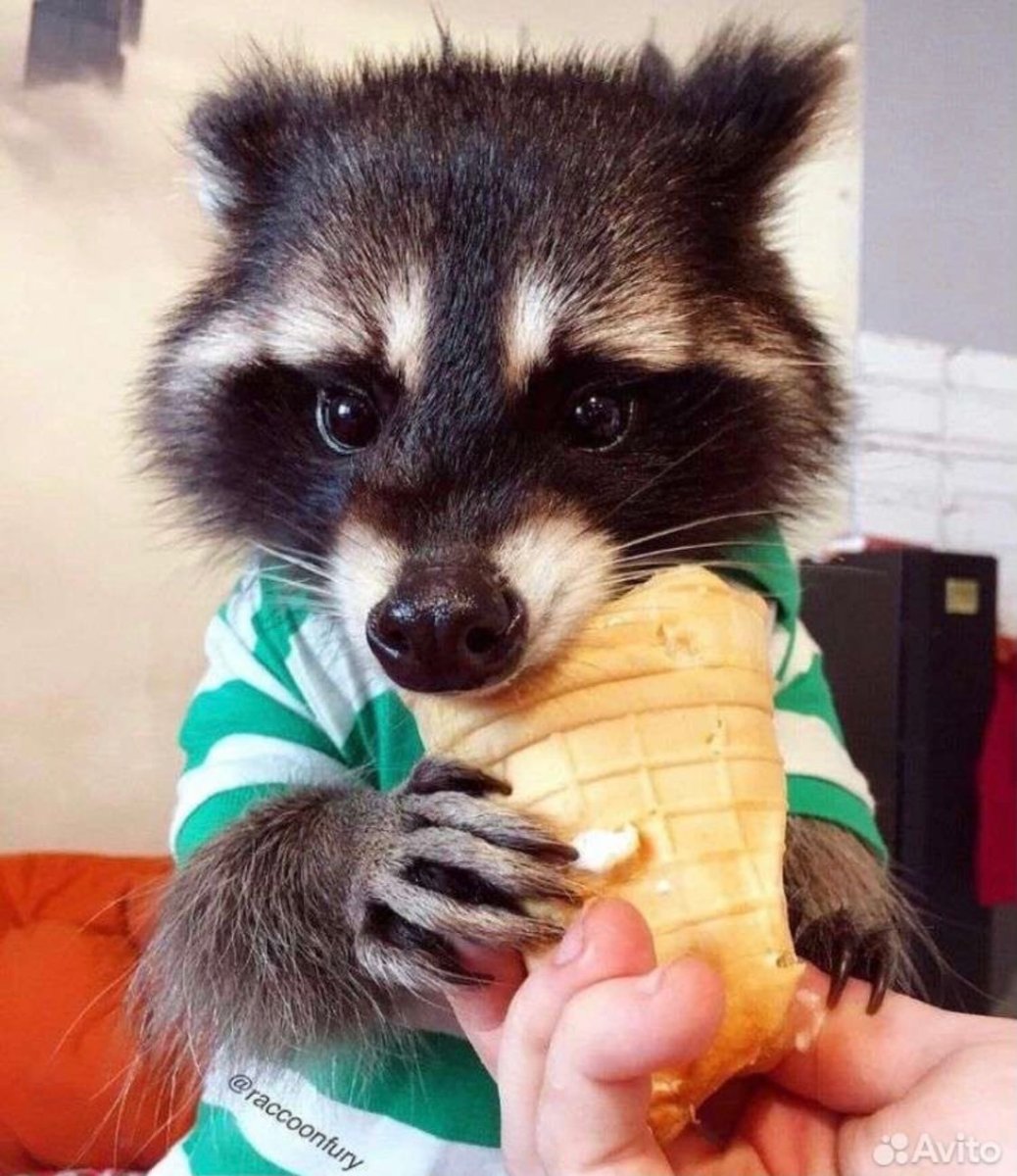 Енот полоскун милый