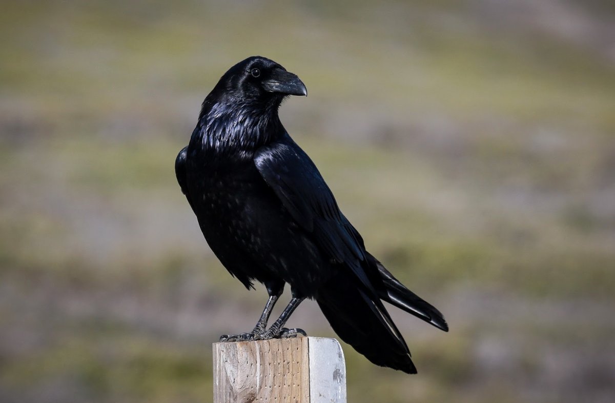 Ворона Галка Грач