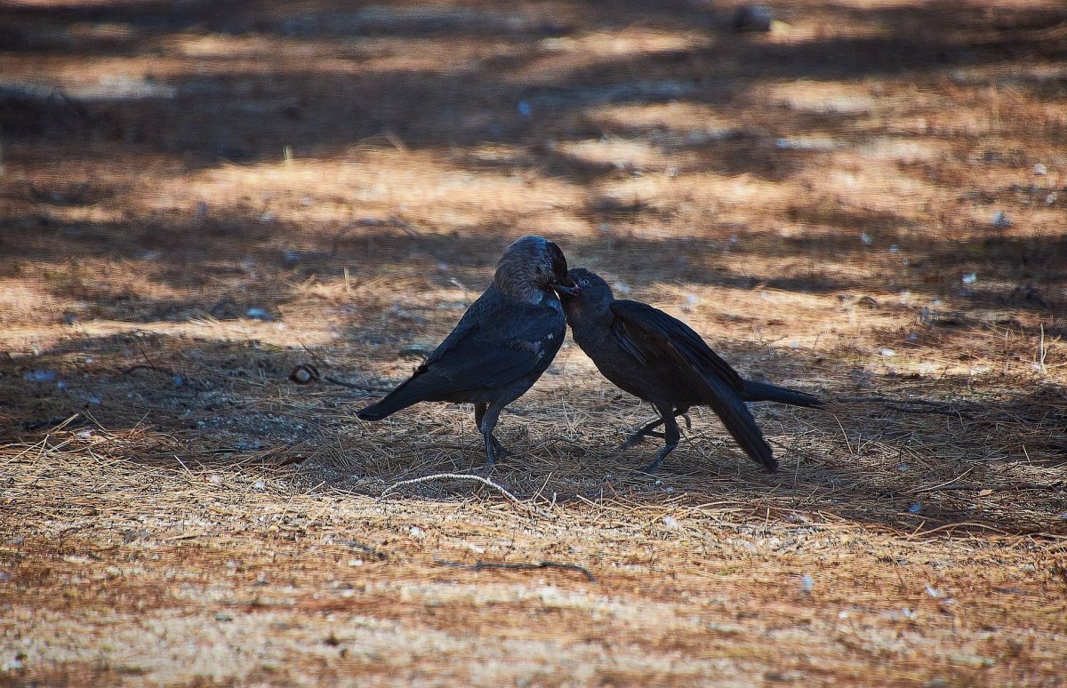 17 Марта Герасим Грачевник Грач на горе Весна на дворе