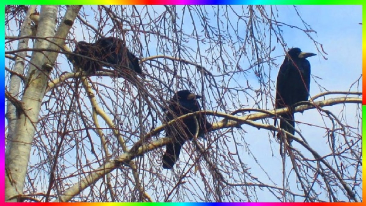 Грачи открыли весну