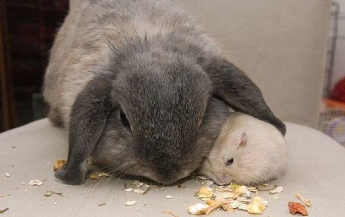 Кролик и хомяк