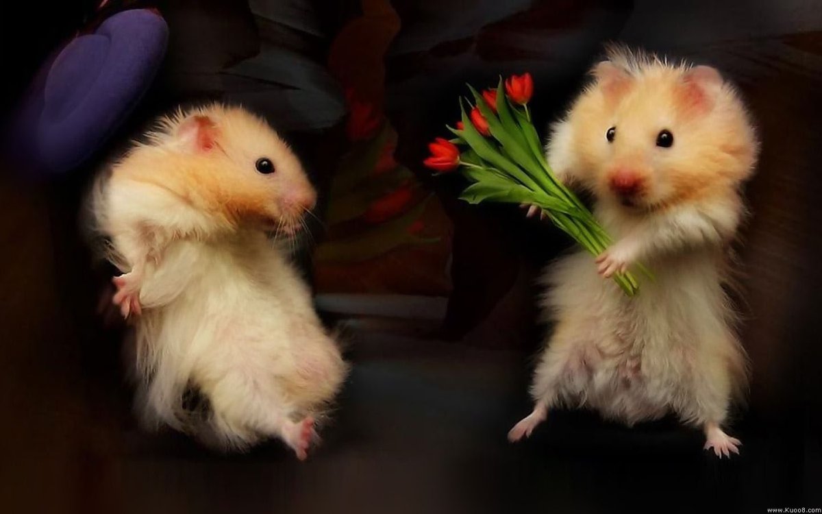 Мышь и кролик