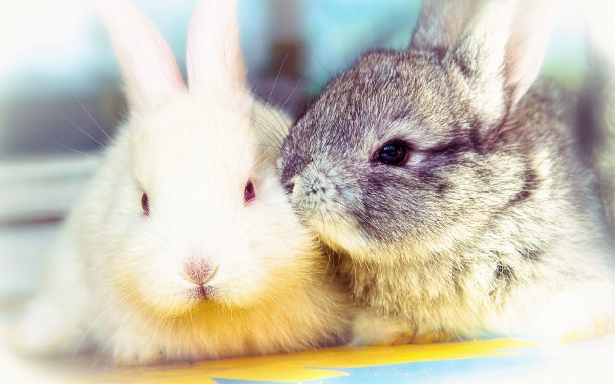 Милые Зайчата