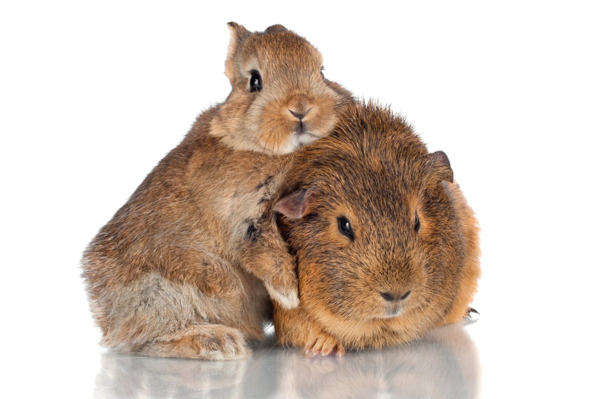 Кролик и морская Свинка