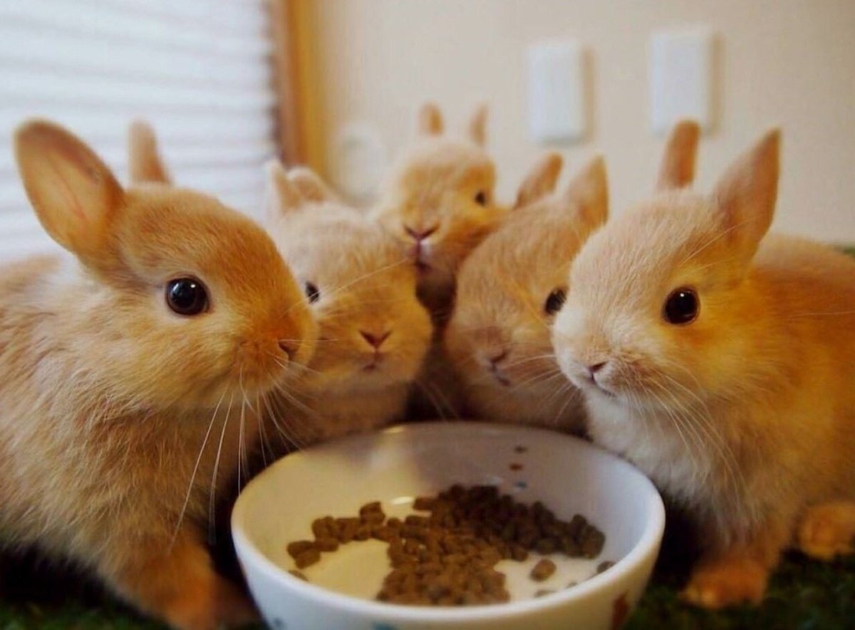Что едят декоративные кролики