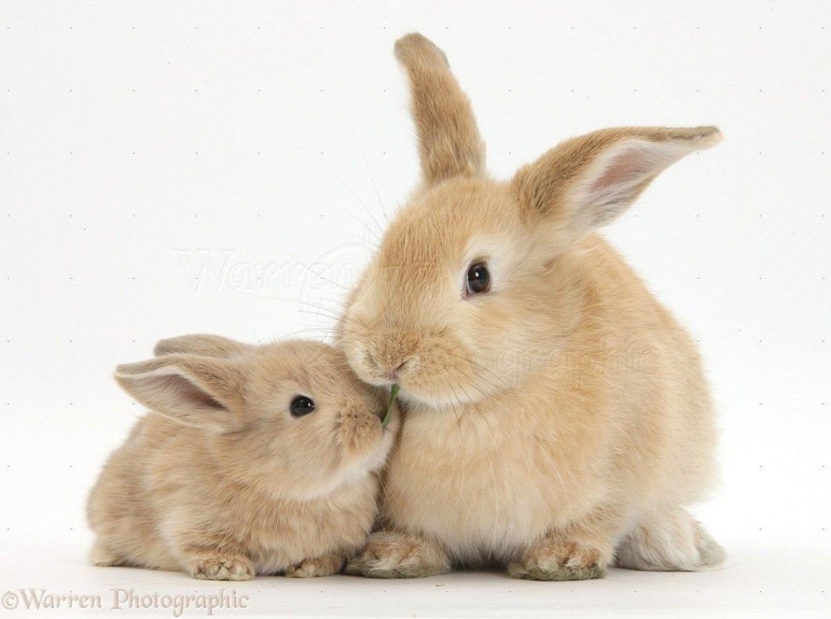 Крольчиха с крольчатами