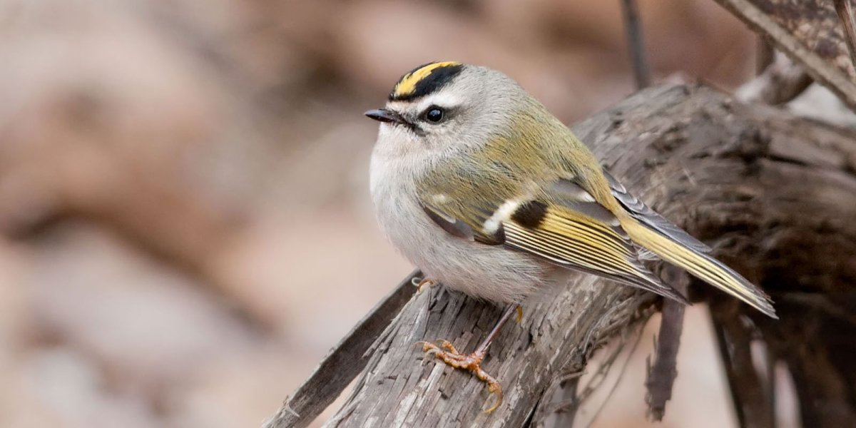 Golden crowned Kinglet
