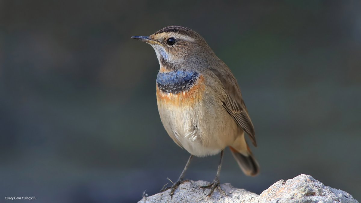 Певчие воробьиные Дрофа