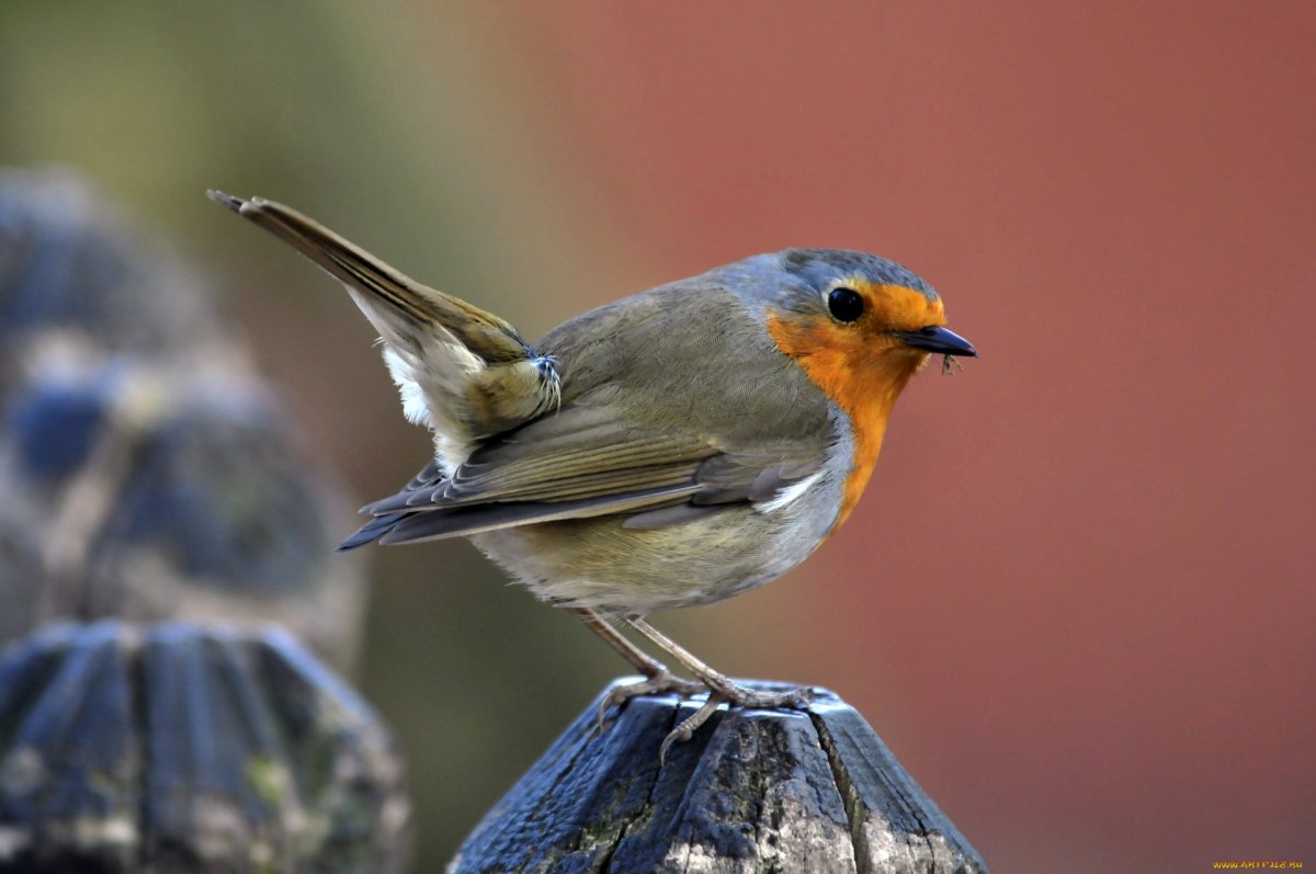 Зарянка Малиновка Перелетная