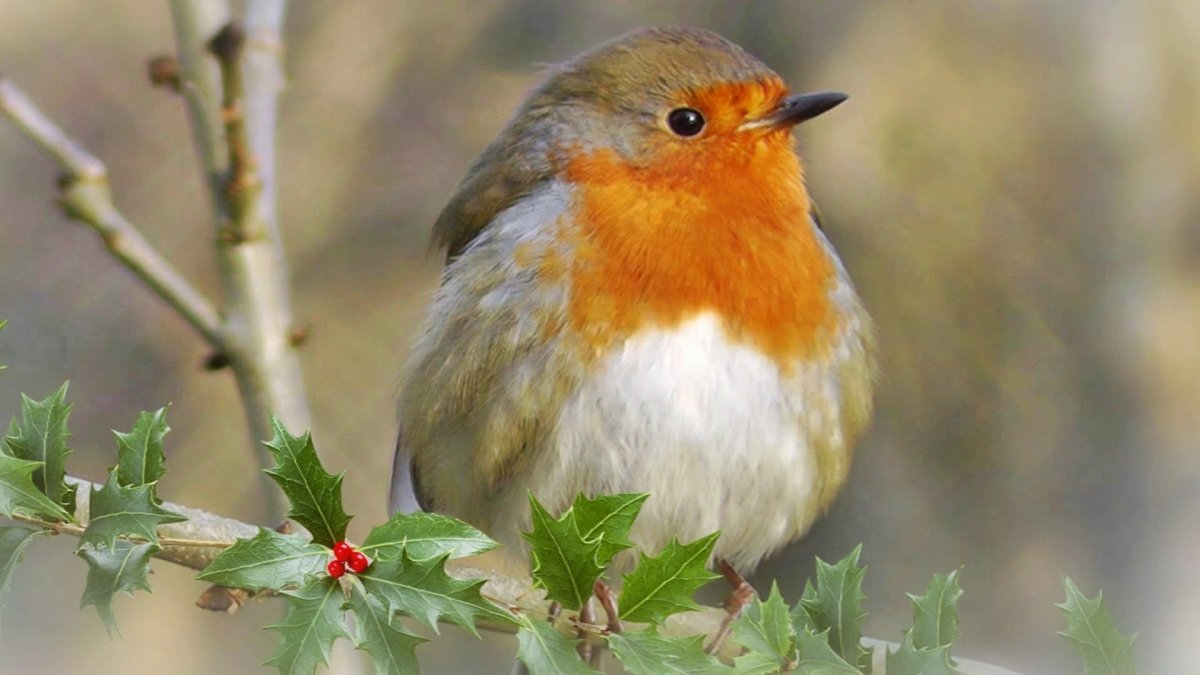 Зарянка Малиновка горихвостка