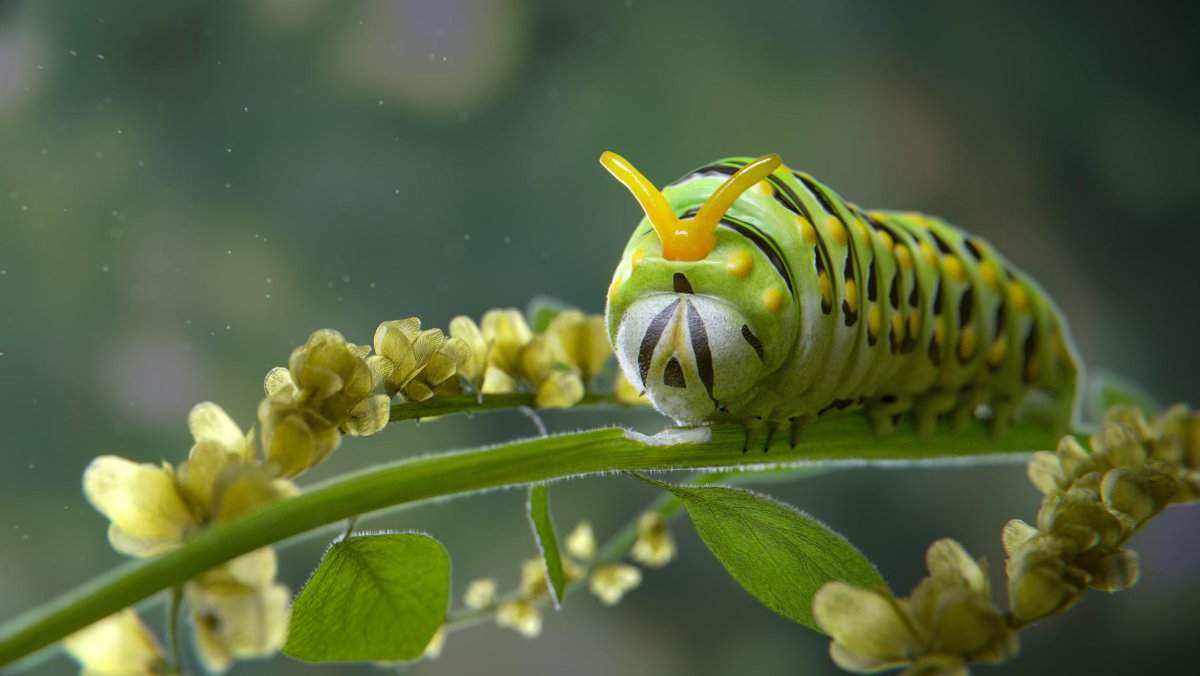 Гусеница Махаона полный цикл жизни
