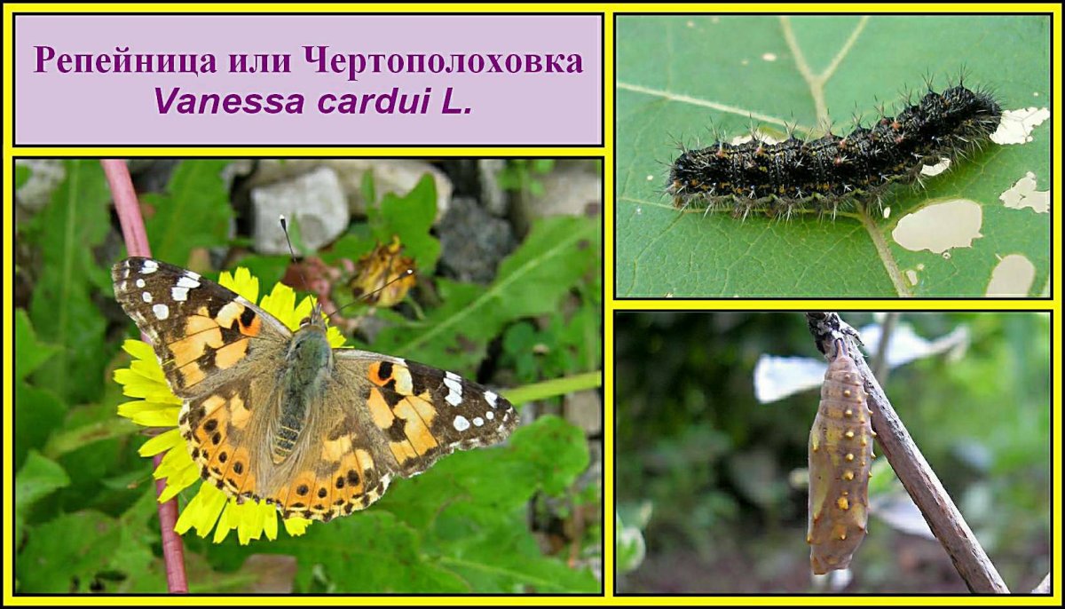 Скорпион насекомое обои в высоком разрешении