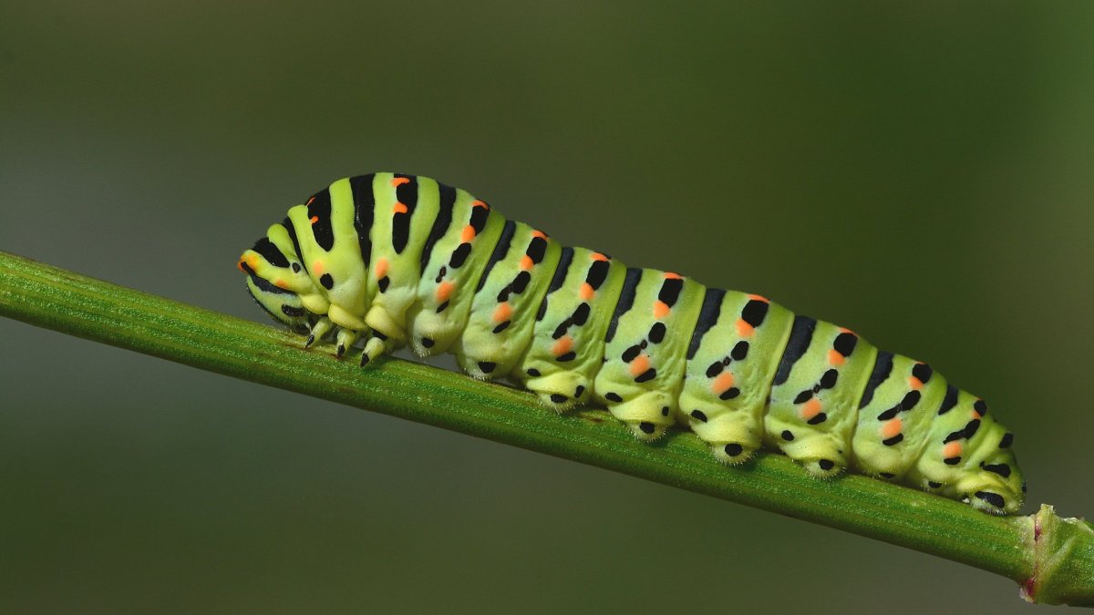 Гусеница кошачьего мотылька