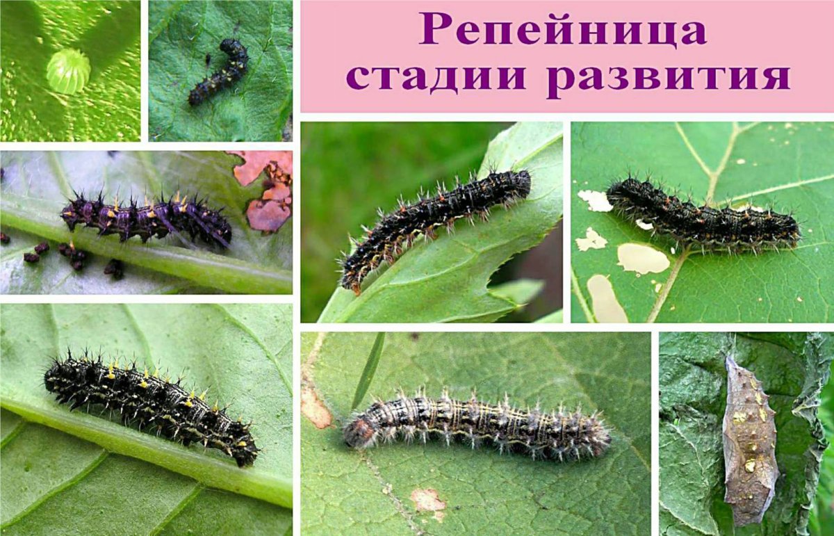 Гусеница капустницы