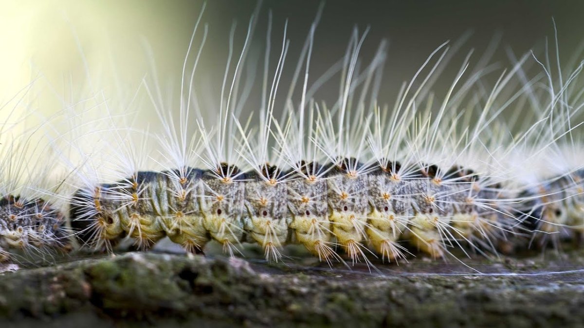 Гусеница на листе