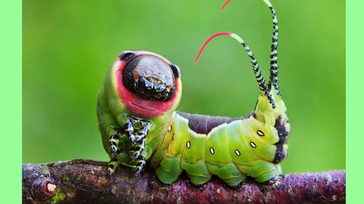 Бабочка медовая Янтарница