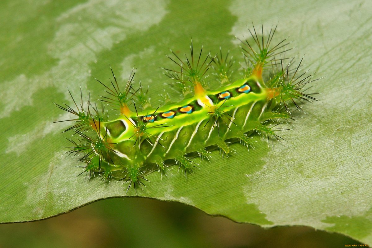 Гусеница бабочки Махаон