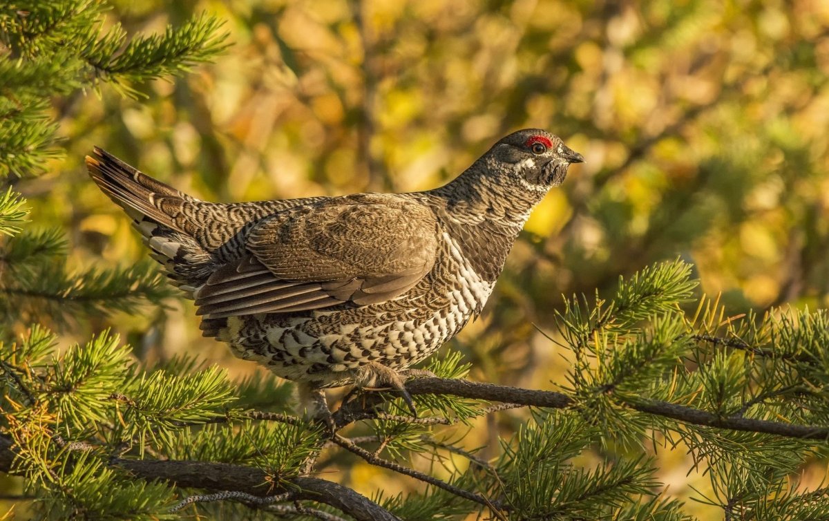 Глухарь тетерев рябчик