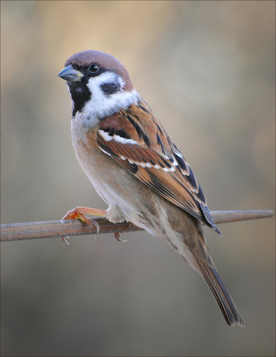 Воробушек птица