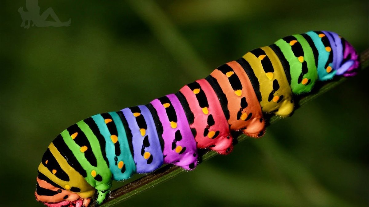 Гусеница императорской хвостатой бабочки Polyura Sempronius.