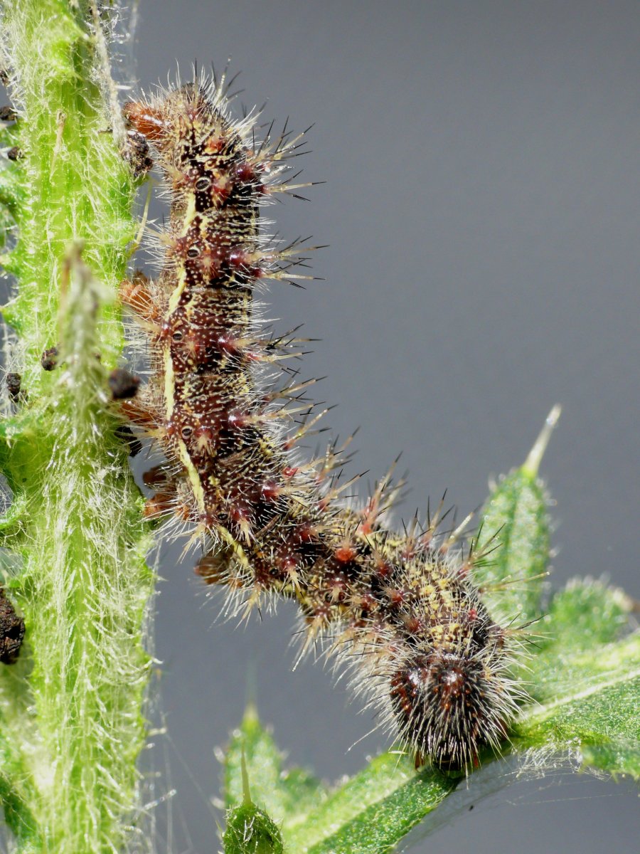 Катерпиллер гусеница зеленая куколка