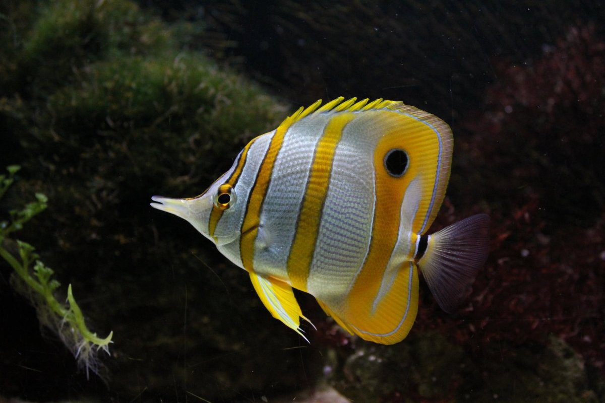 Рыба желтый полосатик