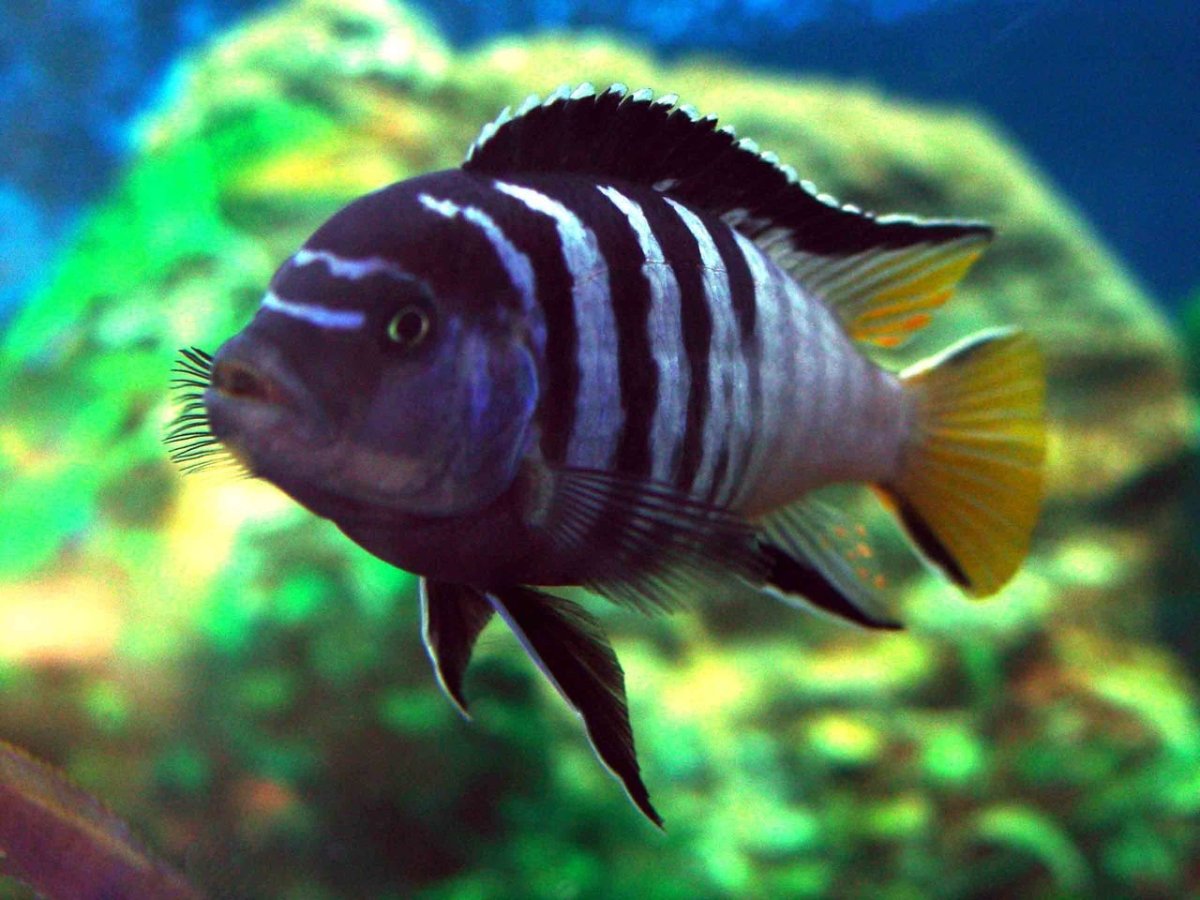 Рыбки аквариумные цихлиды чернополосая