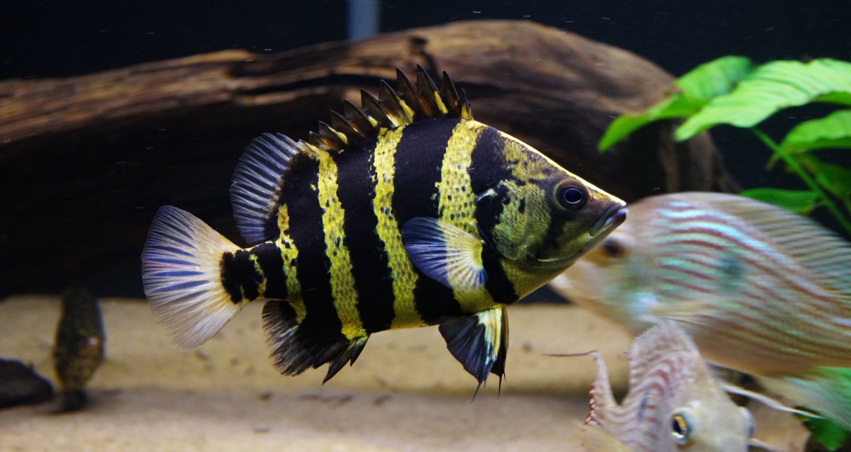 Окунь сиамский тигровый