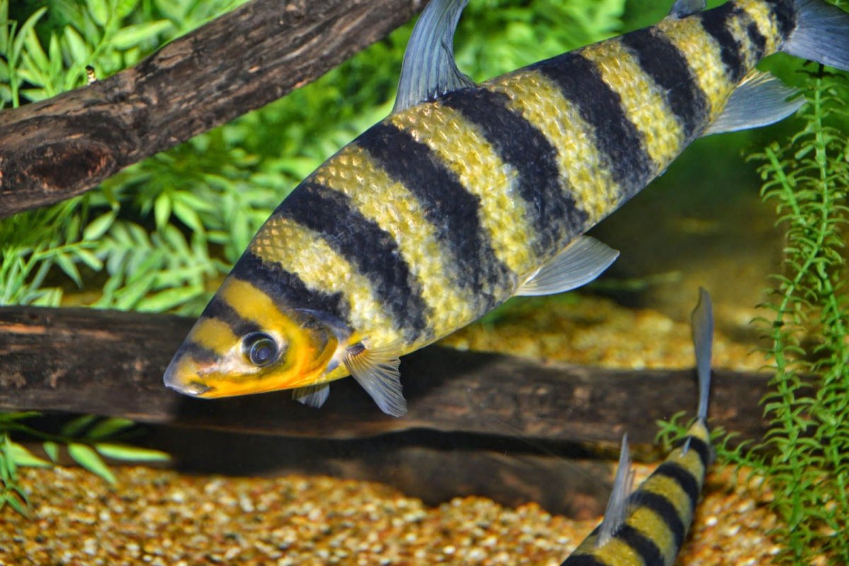 Лепоринус аффинис