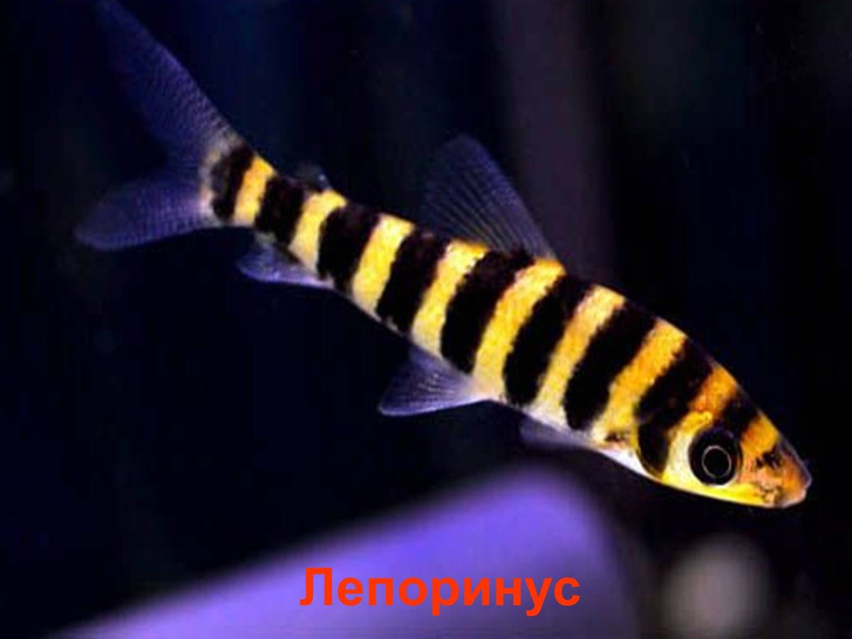 Аквариумная рыбка лепоринус