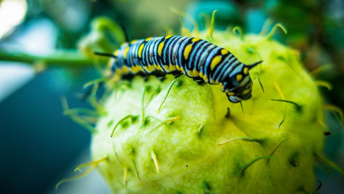 Махаон ласточкин хвост гусеница