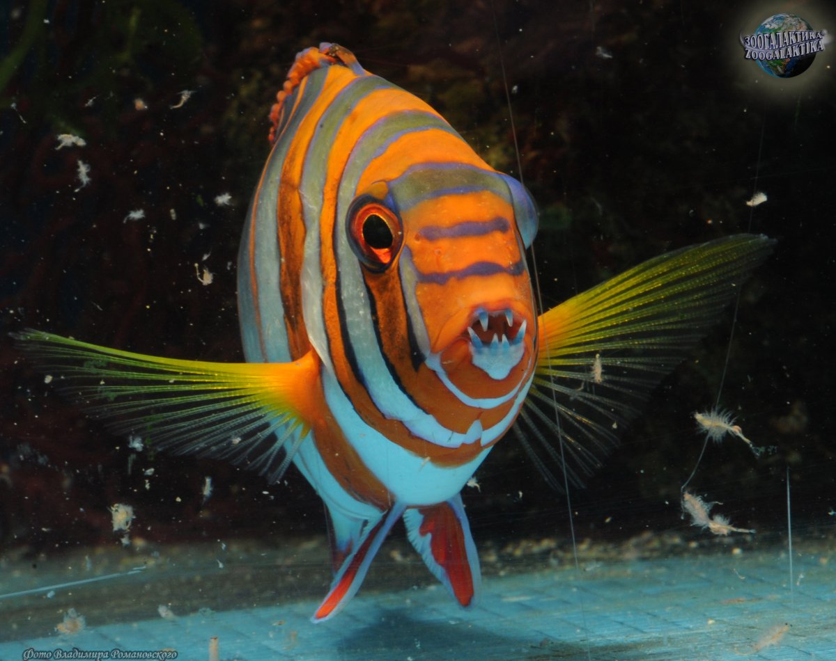 Рыба клыкастый губан