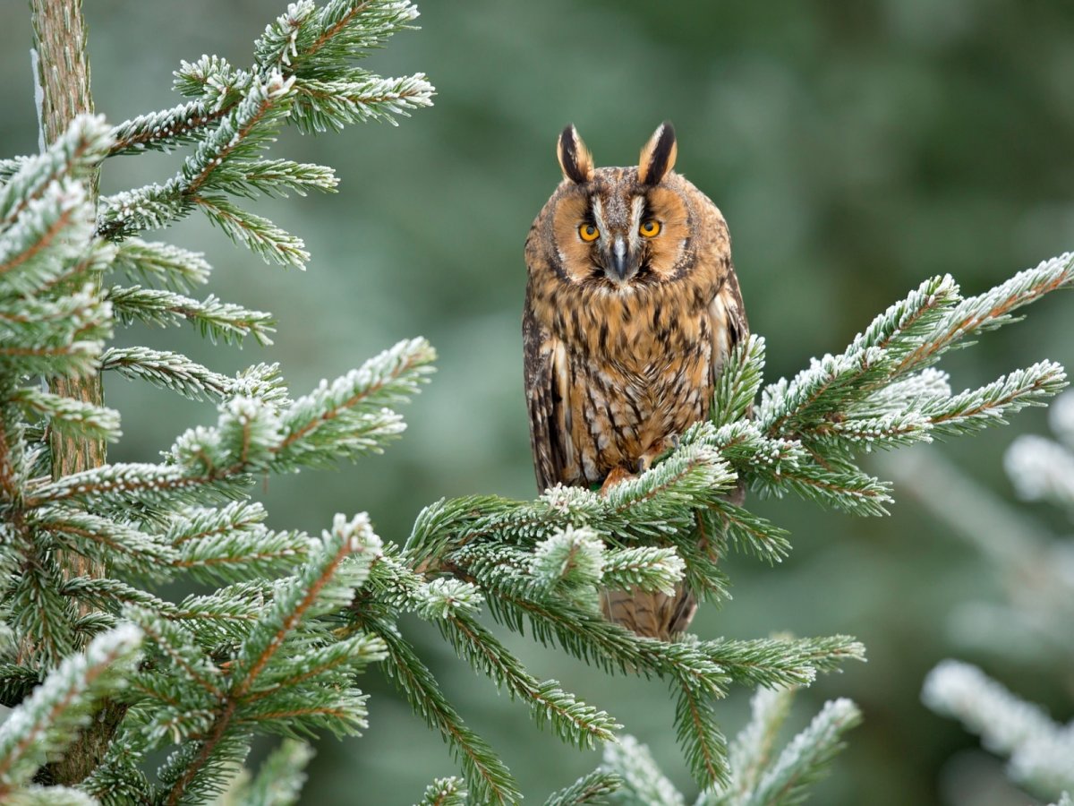 Зимовка ушастой Совы