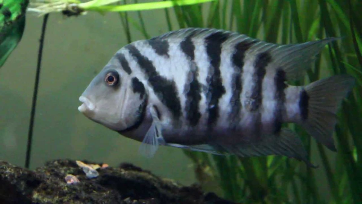 Цихлида чернополосая самка