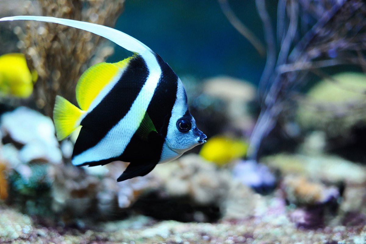 Бабочка ВЫМПЕЛЬНАЯ белоперая