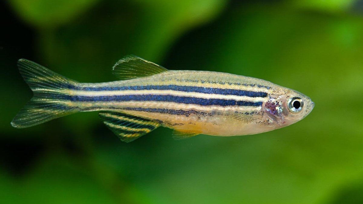 Рыба данио рерио аквариумная