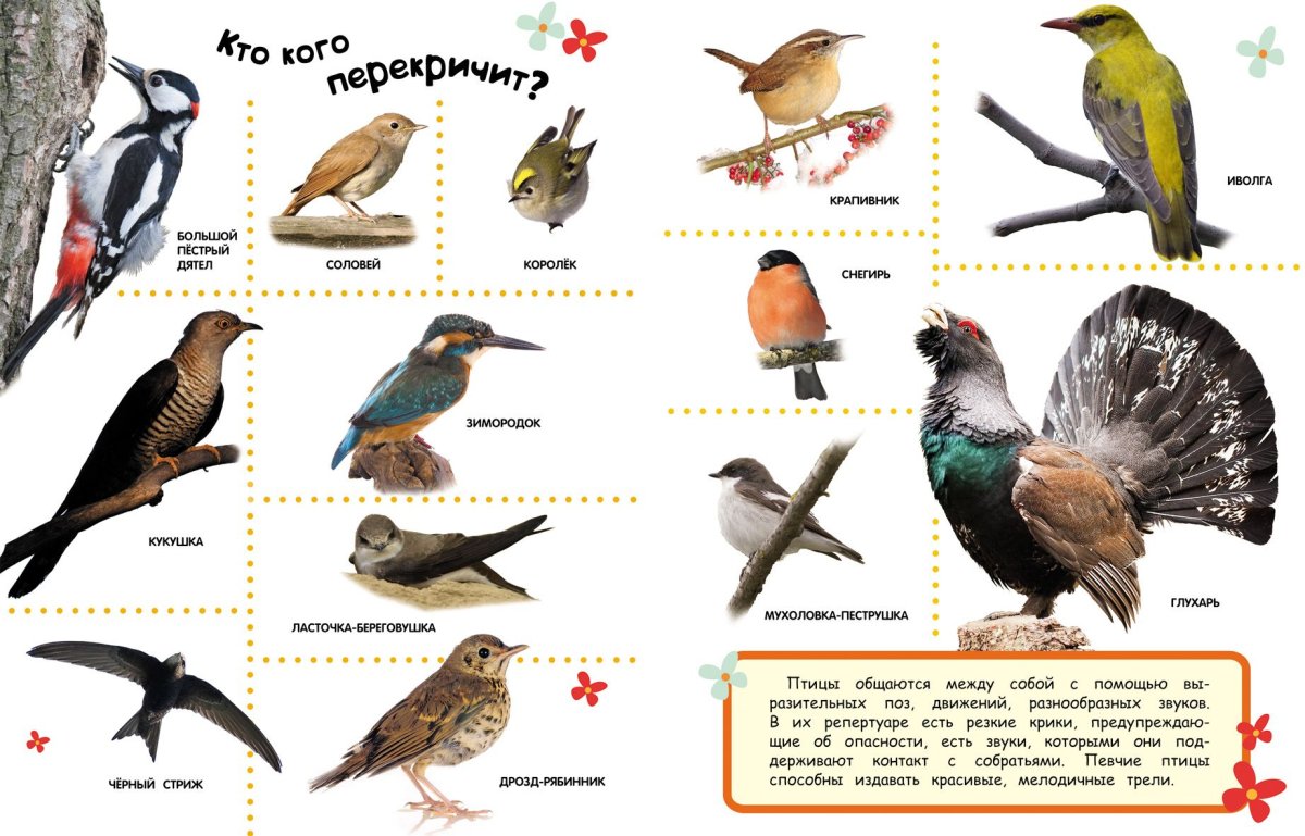 Перелетные Лесные птицы России