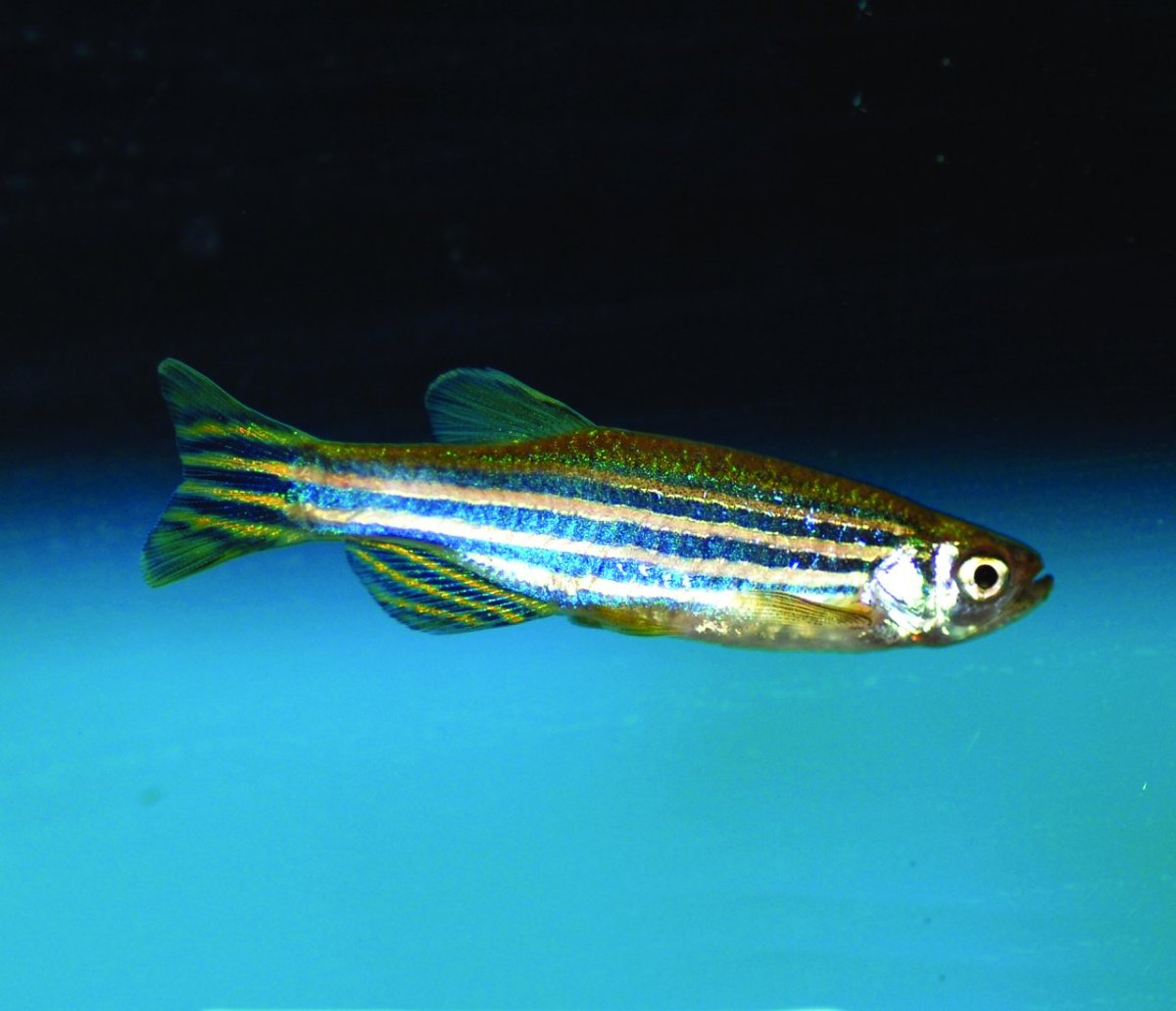 Данио полосатый