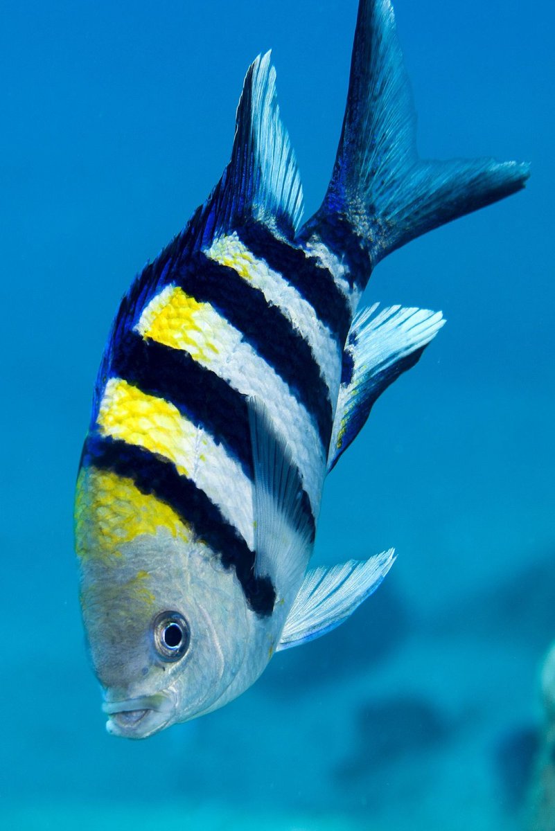 Рыба сержант абудефдуф