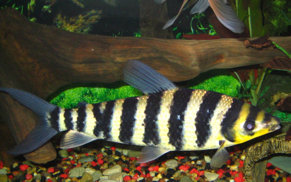 Лепоринус Фасциатус