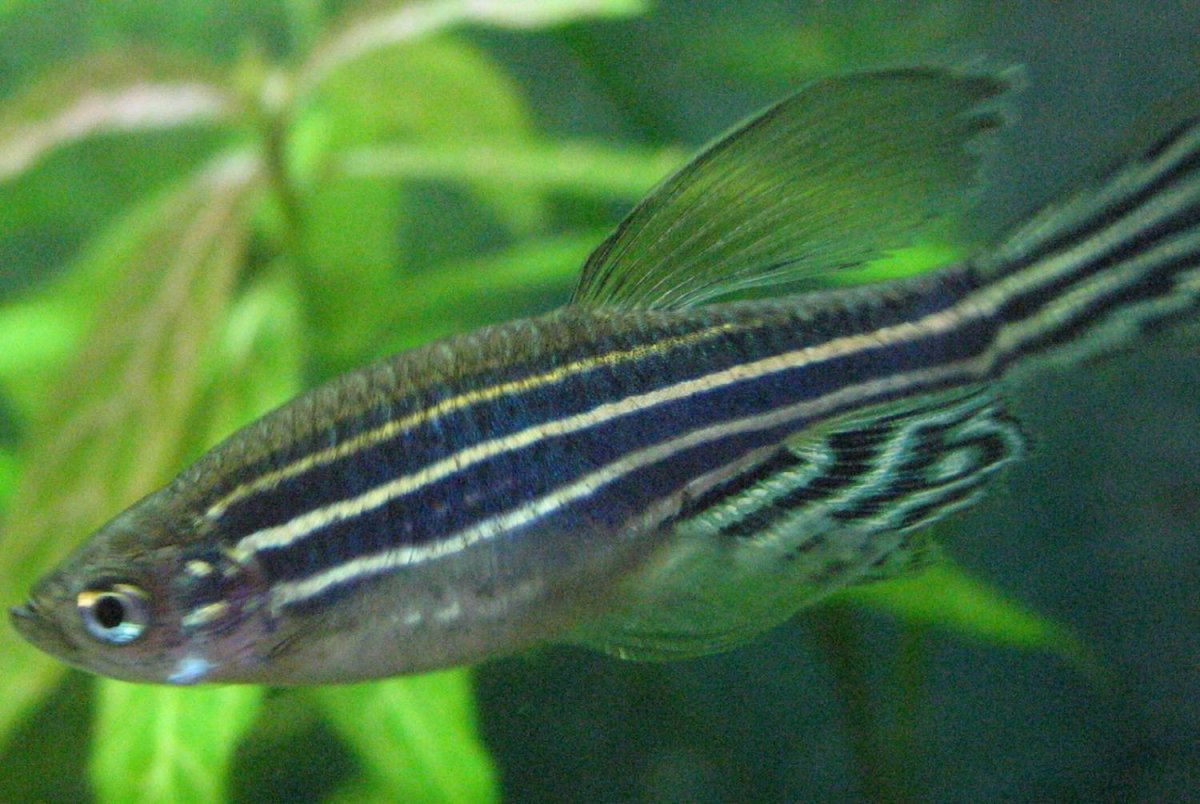 Данио рерио