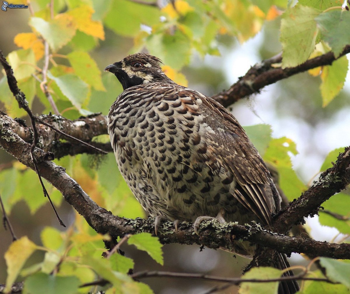 Рябчик дичь