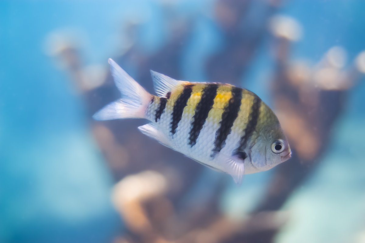 Абудефдуф обыкновенный