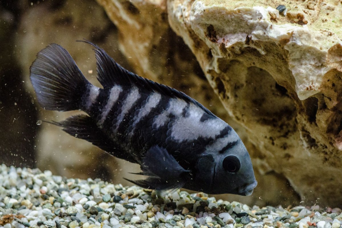 Цихлиды цихлазома чернополосая