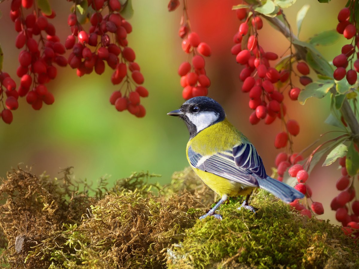 Живая природа птицы