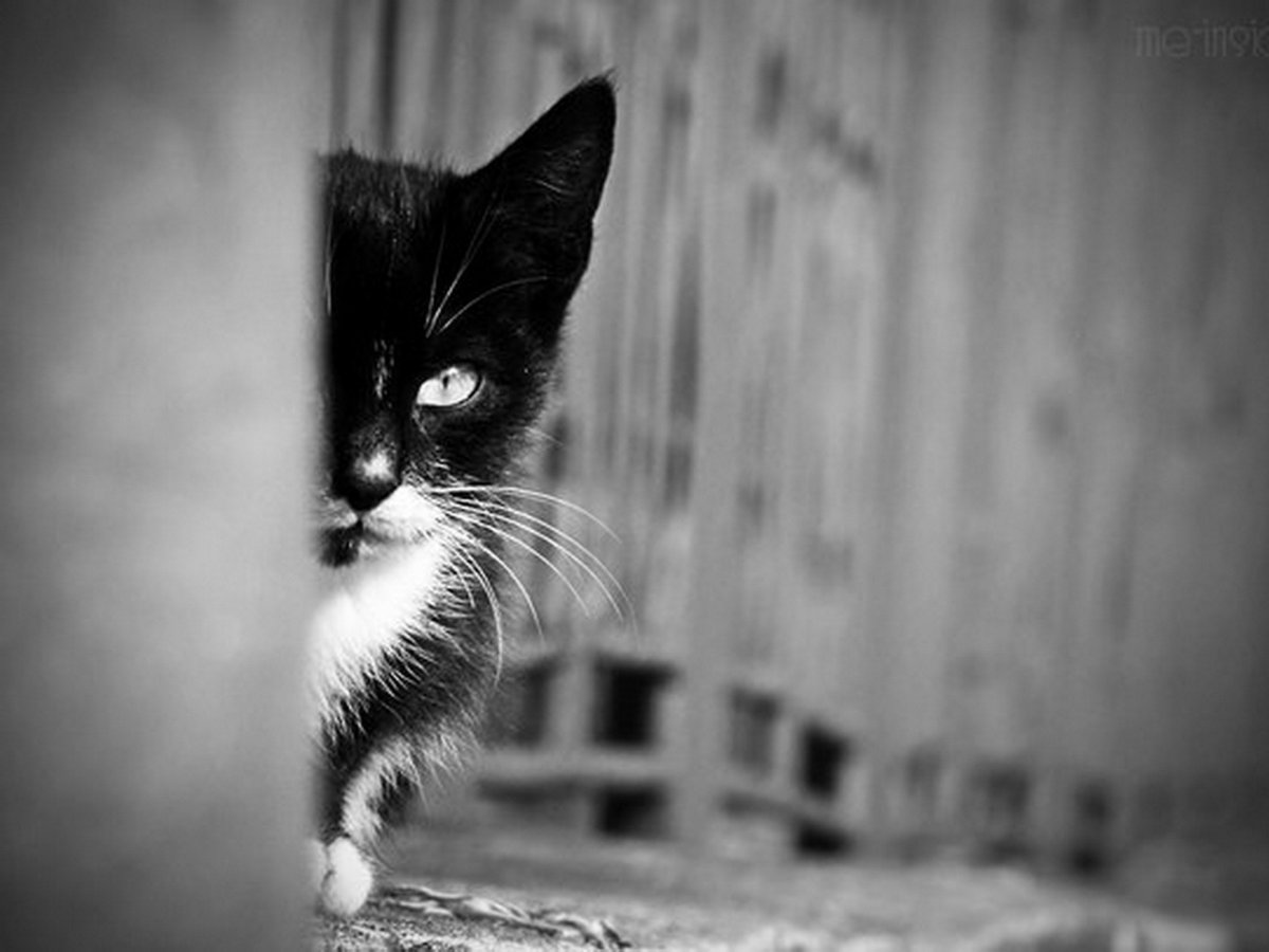 Черный кот с желтыми глазами