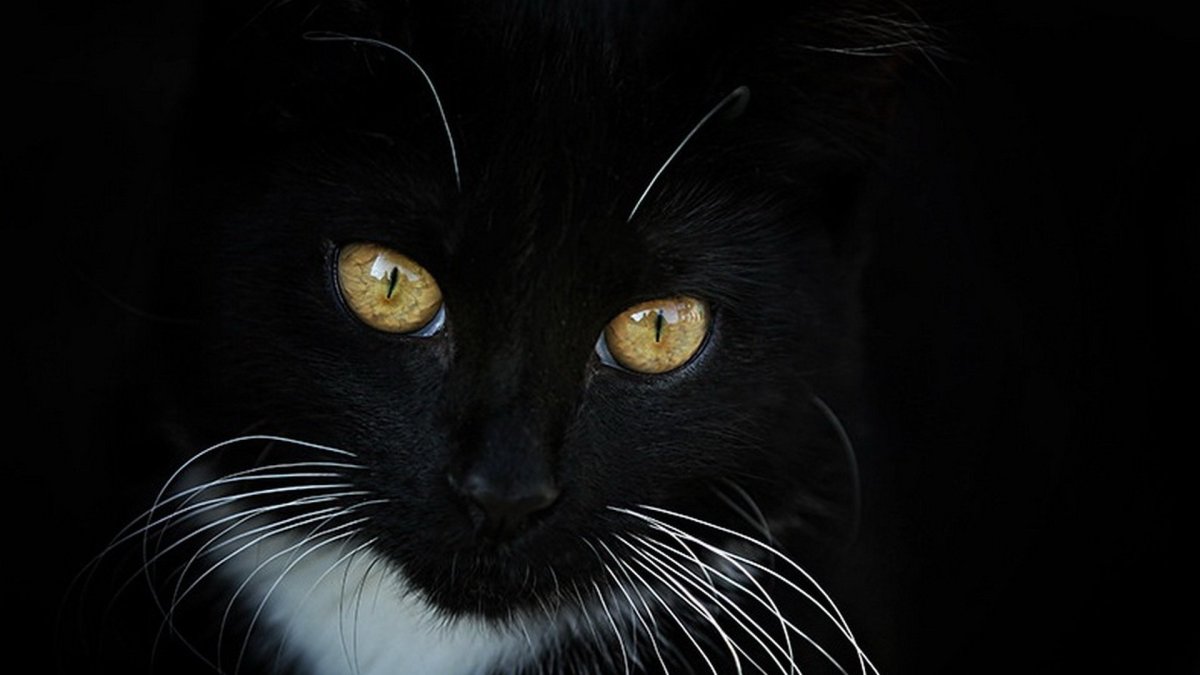 Охос азулес черный