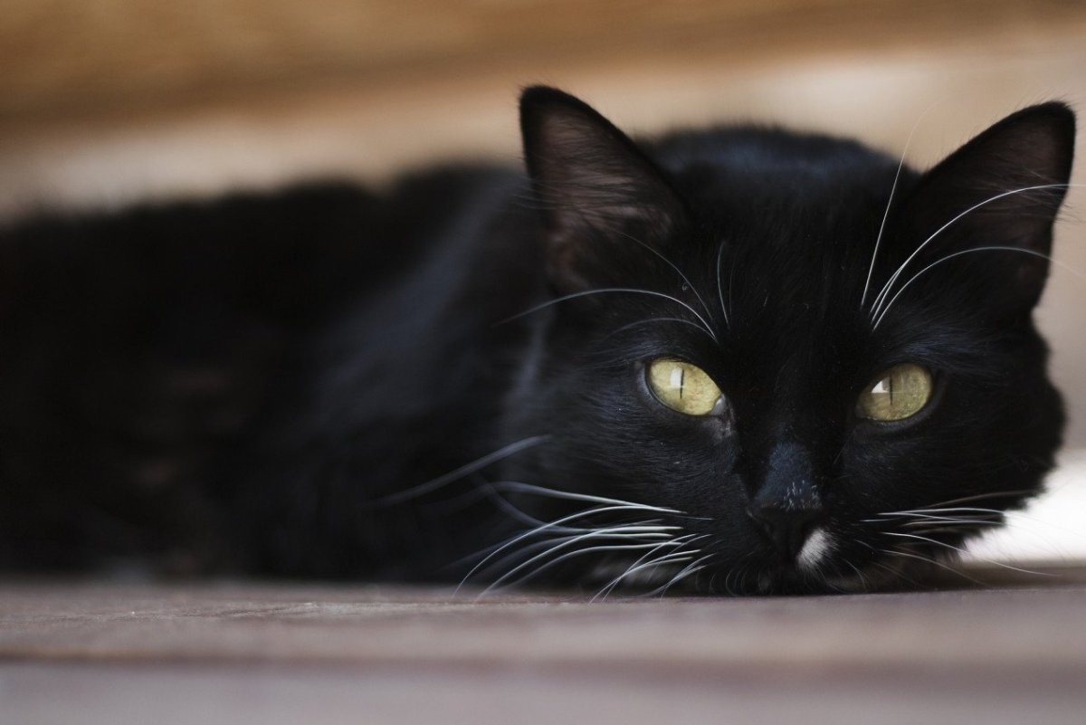 Черный кот на черном фоне