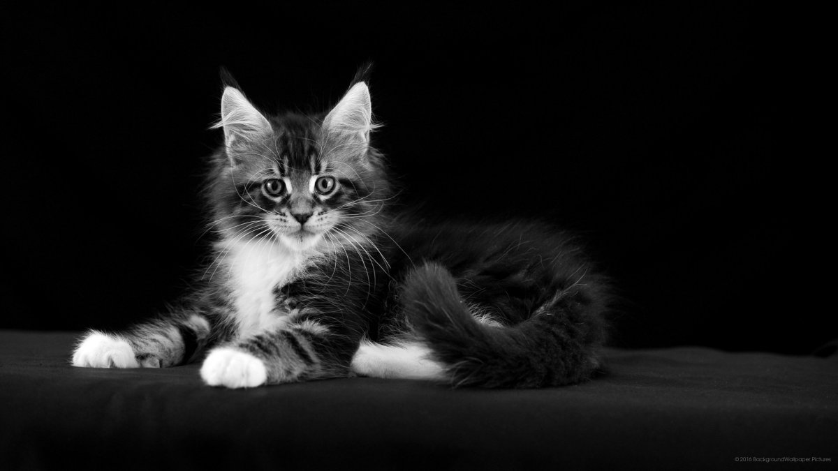 Крутые обои на рабочий стол