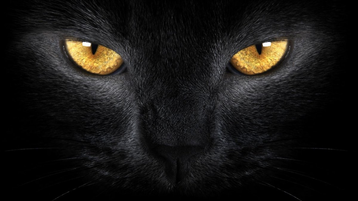 Кошка на однотонном фоне